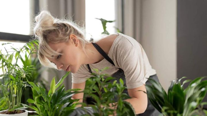 5 usos de la canela en el jardín que mejorarán la vida de tus plantas