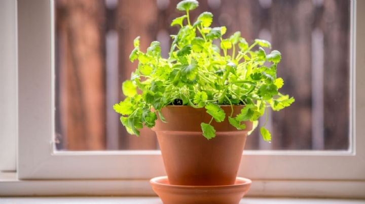 Reproduce tu planta de cilantro a partir de una botella con agua