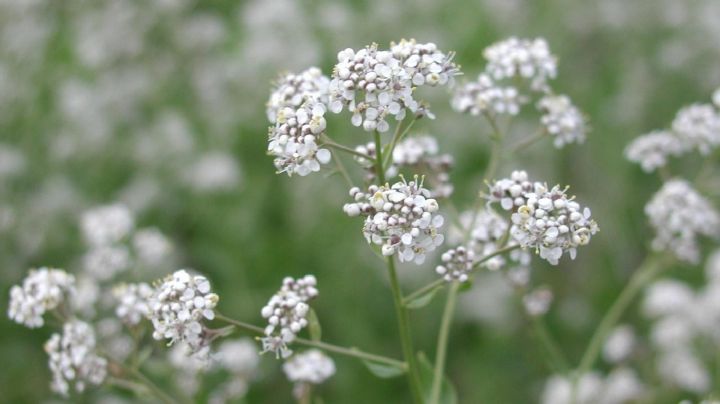 Lepidium latifolium, características y uso de la planta más utilizada en la medicina natural