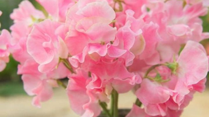 Lathyrus odoratus: la planta trepadora de bellas flores y aroma dulce que querrás en tu jardín