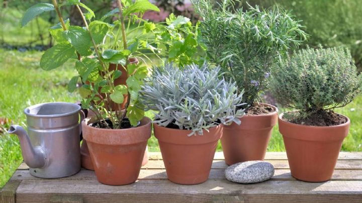 Hierbas aromáticas: 6 variedades de plantas que puedes cultivar fácilmente en casa