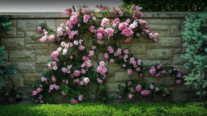 Rosal trepador: guía definitiva para que tu jardín sea un paraíso de flores