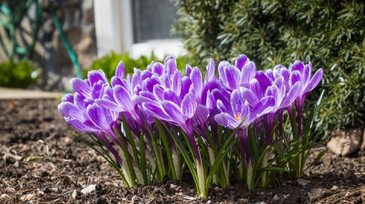Crocus: la planta perenne con bellas flores que llenará de vida tu jardín todos los años