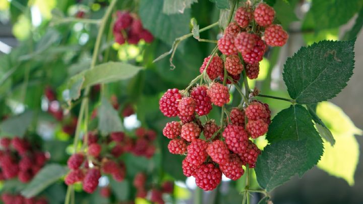 Frambuesas: guía para cultivar esta planta en maceta y obtener sus mejores frutos