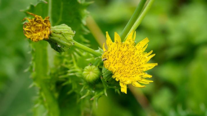 Cerraja, una planta herbácea que se confunde con una mala hierba pero no lo es