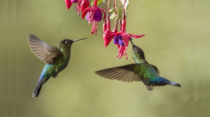 Fucsia magellanica, una planta que encanta con sus flores y favorece la polinización