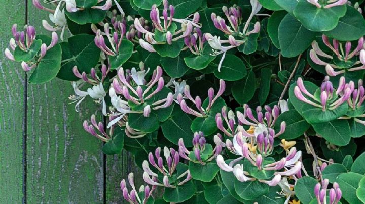 Lonicera: el género de las madreselvas, las plantas trepadoras más fragantes y bellas del jardín