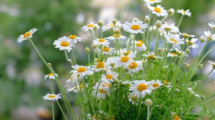 Huerta urbana: qué flores debes plantar en septiembre para aprovechar al máximo tus cultivos