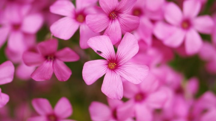 Oxalis articulata, la planta perenne que te regala flores rosas y sabor a limón durante seis meses