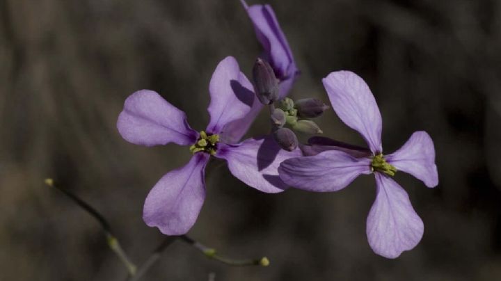 Moricandia arvensis: una planta silvestre con alto valor ecológico y potencial ornamental