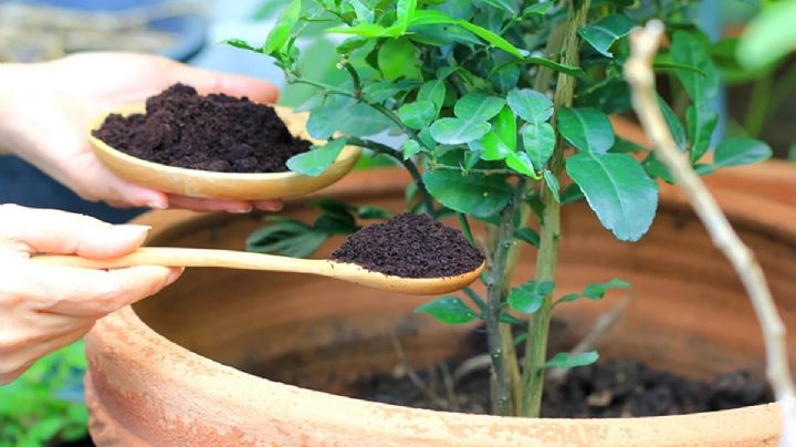 5 usos ecológicos del café en el jardín y la huerta que potenciarán tus plantas