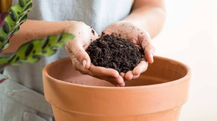 Con este método aprende cómo hacer el mejor compost para tus plantas en espacios pequeños