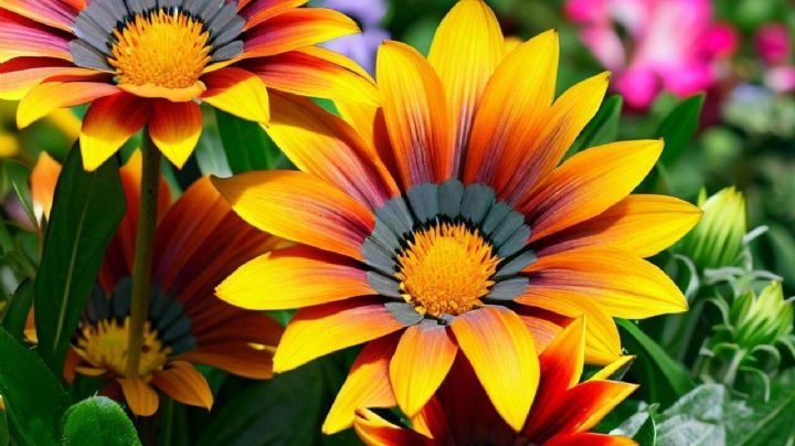 Gazanias: guía completa de cuidados para obtener sus mejores flores