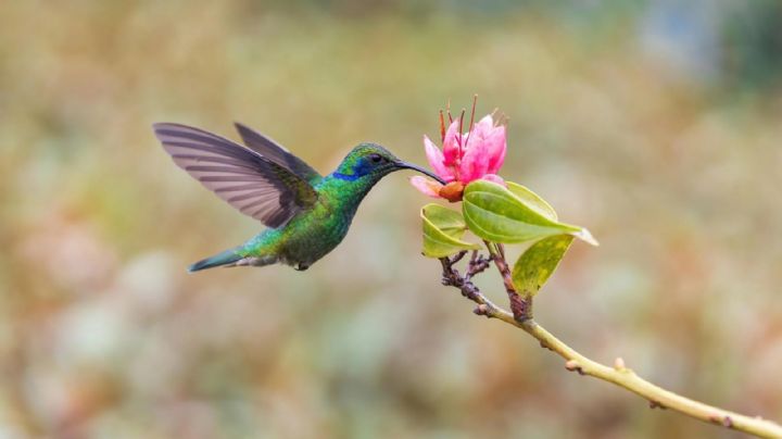 El profundo y revelador significado espiritual de soñar con un colibrí