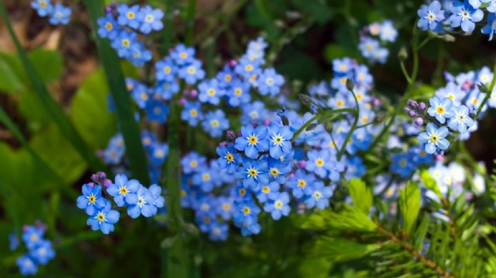 Myosotis Sylvatica, una planta con bellas flores y cuidados poco exigentes