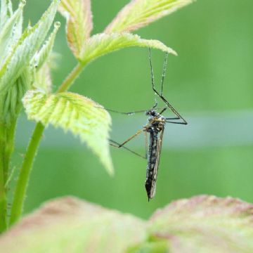 Te contamos los secretos para evitar que los mosquitos se queden a vivir en tus plantas