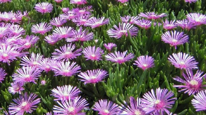 Lampranthus, guía completa de cuidados para la planta rayito de sol se luzca en el jardín