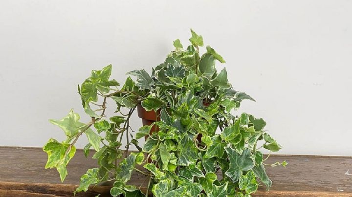 Hedera Helix, la planta con beneficios para la salud y la belleza que además embellece tu jardín