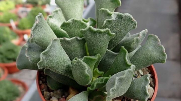 Adromischus Cristatus, cuidados y cultivo de una suculenta muy buscada por los coleccionistas