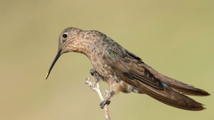 Picaflor gigante: características, hábitat y reproducción del colibrí más grande del mundo