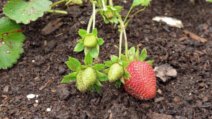 Cultiva tu propia planta de frutillas con esta técnica paso a paso