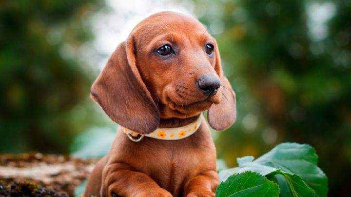 Dachshund o teckel, características y particularidades del famoso perro salchicha