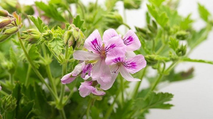Pelargonium citrodorum, la planta que tiene la capacidad de ahuyentar mosquitos