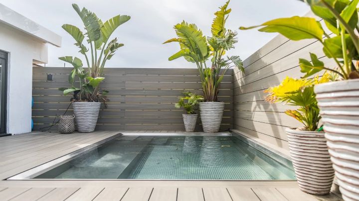 4 ideas para decorar con plantas los alrededores de la piscina