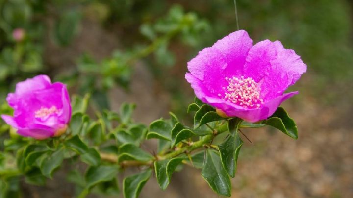 Pereskia, cuidados y cultivo del cactus rosa que parece un arbusto