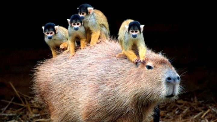 El capibara o carpincho, el roedor más grande y sociable del mundo, que hace amigos por donde pasa