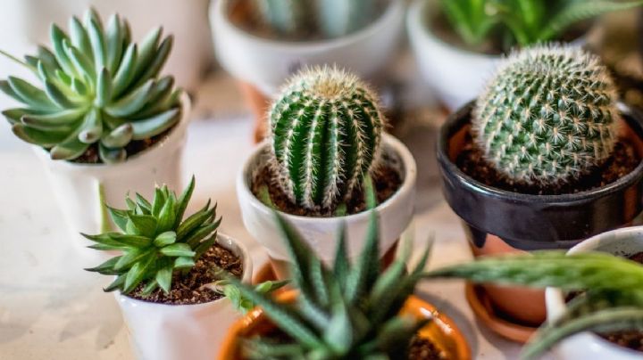 Tips y recomendaciones para elegir la mejor tierra para plantar cactus y suculentas