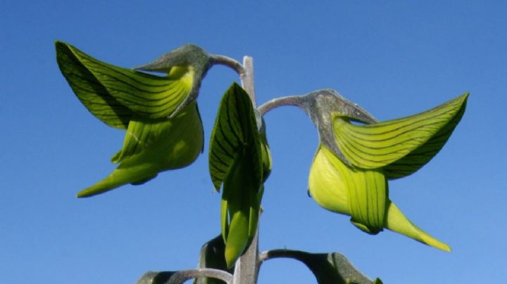 Crotalaria cunninghamii: características de la planta cuyas asombrosas flores imitan a los colibríes
