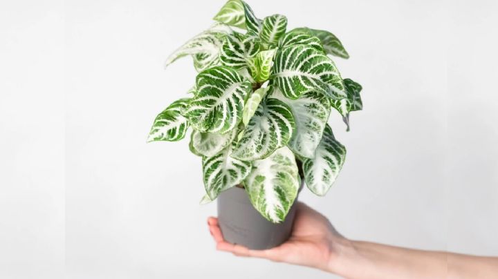 Aphelandra Squarrosa, características de una planta con flores que parece una obra de arte