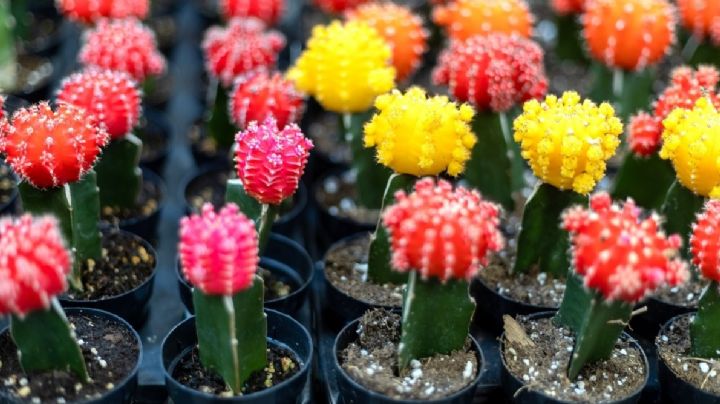 Gymnocalycium mihanovichii: el curioso cactus mutante que cambia de color