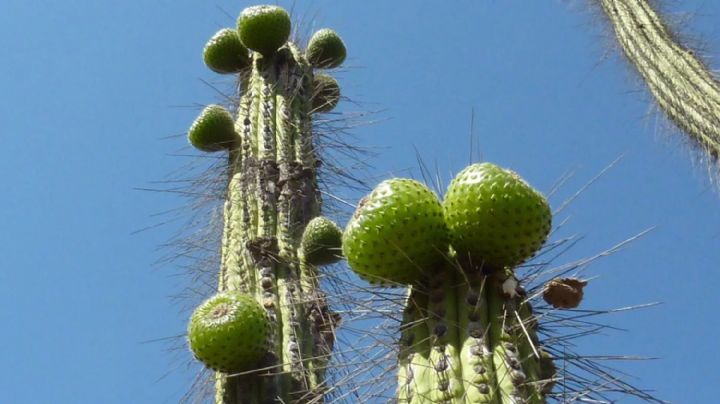 Cactus: descubre 10 variedades cuyos frutos son comestibles