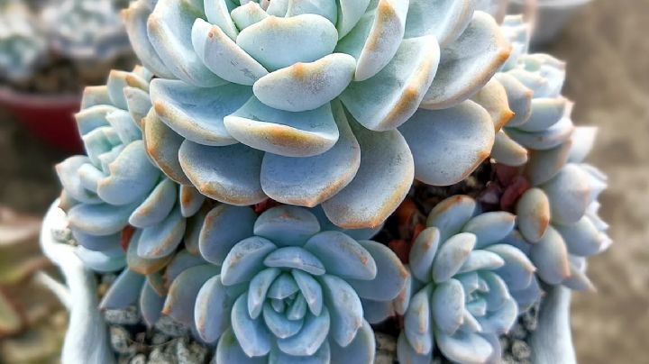 Echeveria snow bunny: guía de cuidados de la planta suculenta que parece un conejo de nieve