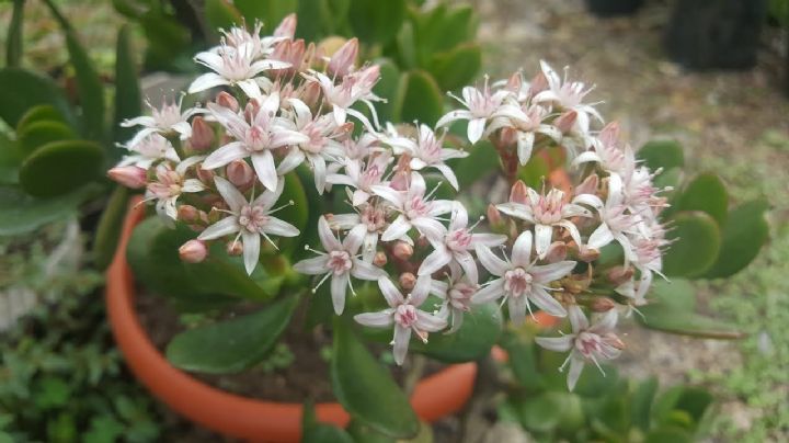 Este es el truco de los jardineros para hacer florecer la planta del dinero