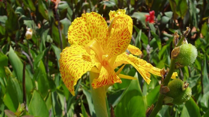 Canna indica, una planta tropical de vistosas flores que se adapta fácilmente a tu jardín