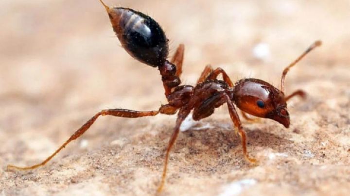 Solenopsis invicta, descubre la raza de hormigas rojas que preocupa a toda Europa