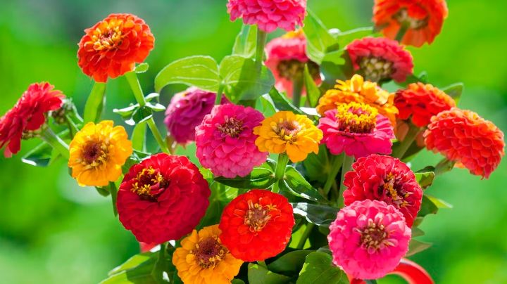 Zinnia: la flor que se adapta a cualquier clima y te regala un arcoíris de colores