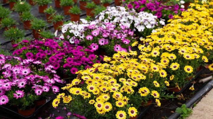 3 plantas que puedes incorporar hoy en el jardín y abrirán sus bellas flores antes del año nuevo