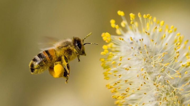 Cómo ayudar a las abejas en las épocas de otoño e invierno y por qué es tan importante hacerlo