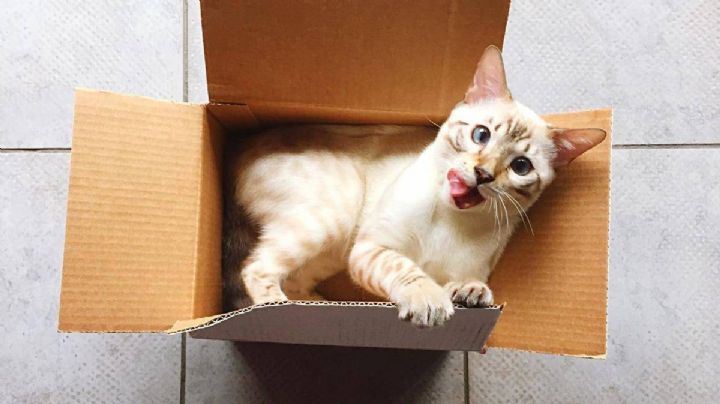 La ciencia explica por qué el Gato ama las cajas de cartón