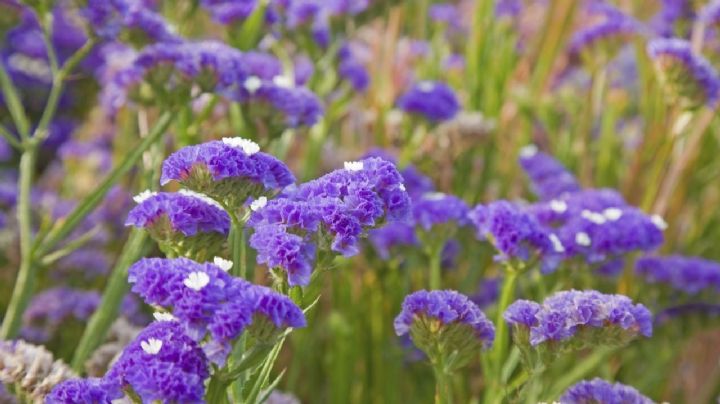 Limonium Sinuatum, una planta mediterránea con flores diminutas que vas a querer en tu jardín