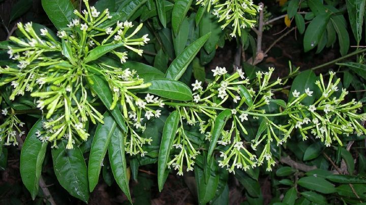 Cestrum nocturnum, la planta que perfuma el jardín durante la noche