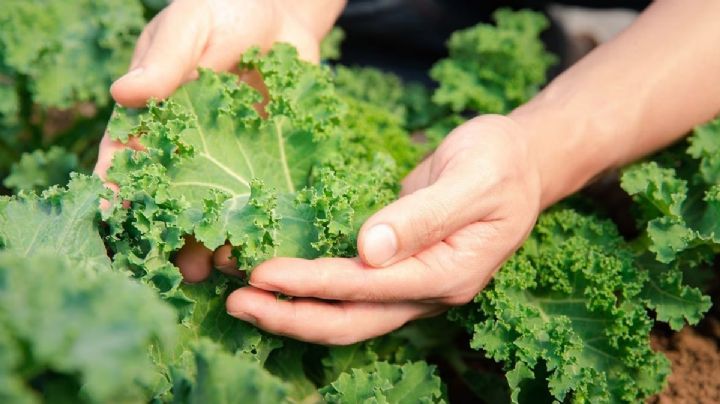 Té de lechuga: 5 beneficios que puede aportar a tu organismo