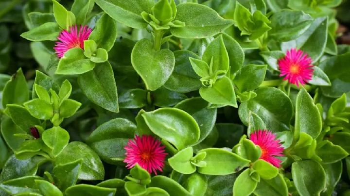 Aptenia cordifolia: una suculenta con flores diminutas y sabor a pepino