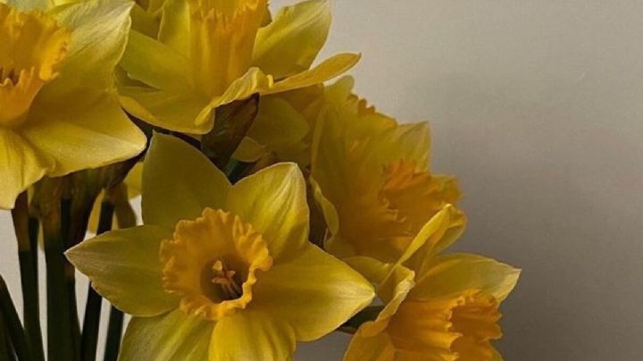 Narcisos, guía de cuidados para que brinde sus mejores flores