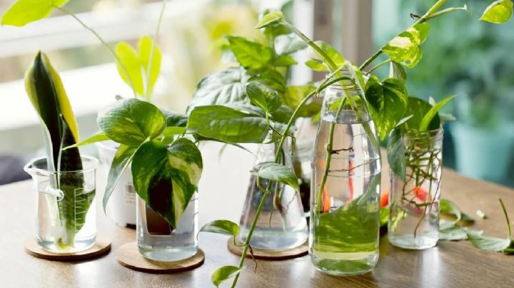 Con esta idea de decoración, inspírate a multiplicar tus plantas en agua