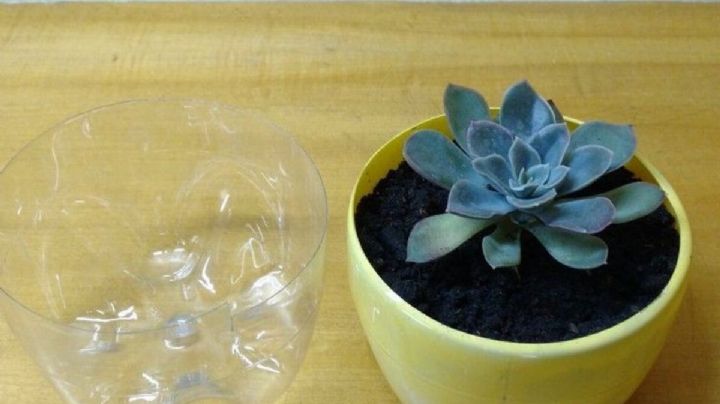 Decoración y reciclaje: idea creativa para aprovechar un envase roto y los esquejes de suculentas